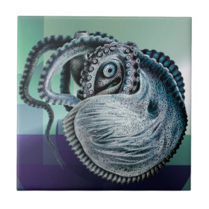 Azulejo Pulpito de calamar nautilo argonauta vintage