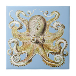 Azulejo Pulpo Vintage Ernst Haeckel Vida Marina Náutica