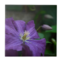 Purple Clematis