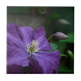 Azulejo Purple Clematis