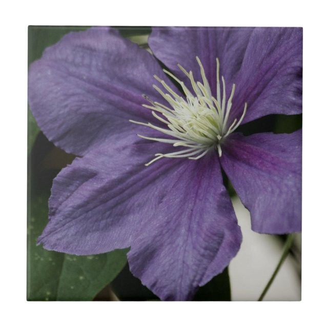 Azulejo Purple Clematis Tile (Frente)