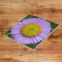 Azulejo Purple Fleabane Daisy Floral