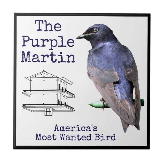 Azulejo Purple Martin (Frente)