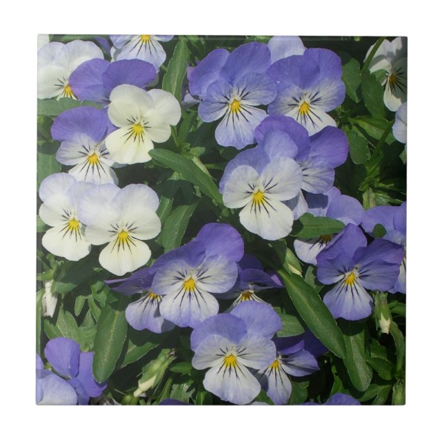 Azulejo Purple Pansies Garden Floral (Frente)