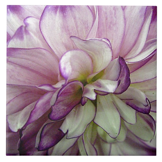 Azulejo Púrpura Dahlia Cerámica Tile (Frente)