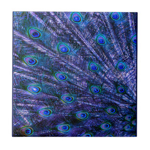 Azulejo Púrpura Paqueta Pavo Pavo Bebé