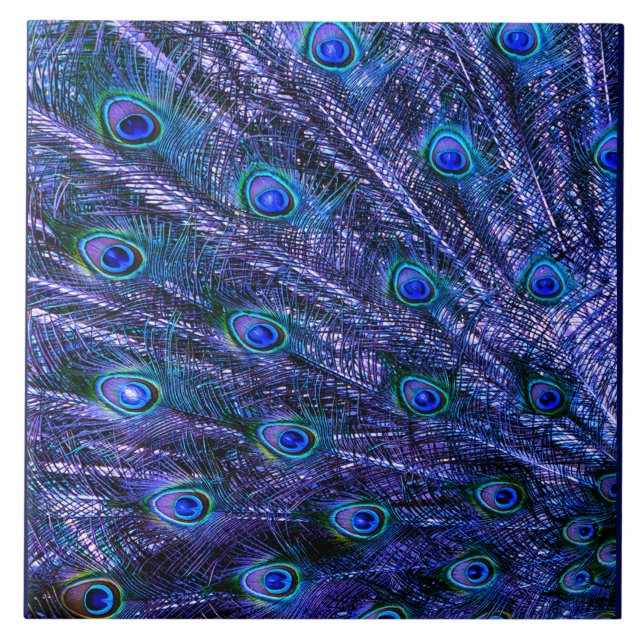 Azulejo Púrpura Paqueta Pavo Pavo Bebé (Frente)