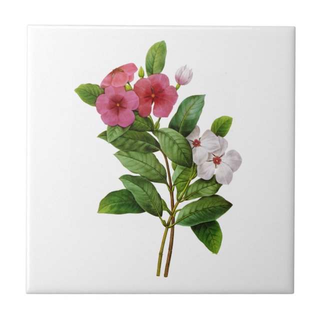 Azulejo Púrpura y blanca perwinkle de Redoute (Frente)