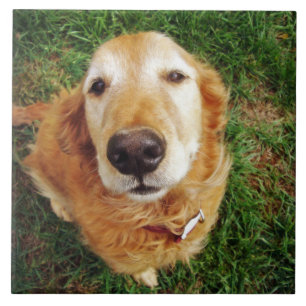 Azulejo ¿Quién es un buen chico?