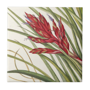 Azulejo Quill-Leaf Tillandsia por Mary Vaux Walcott