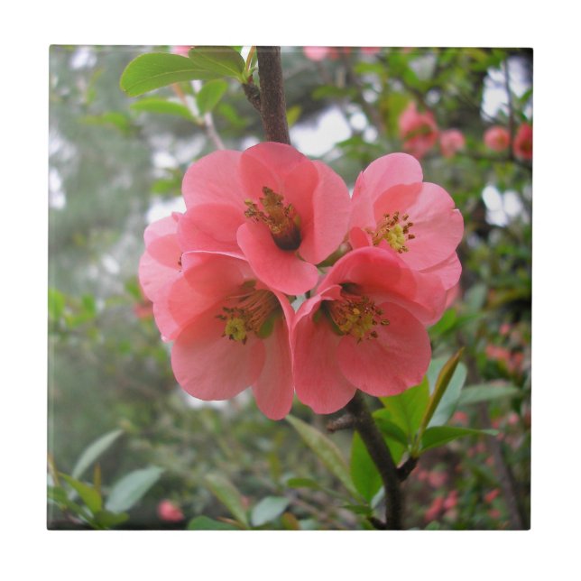 Azulejo Quince florido (Frente)