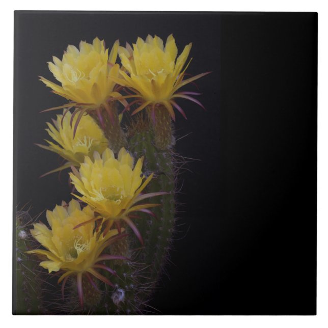 Azulejo Quintuple de las flores de cactus (Frente)
