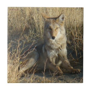 Azulejo R15 Coyote Acostado