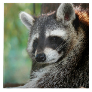 Azulejo Raccoon 001