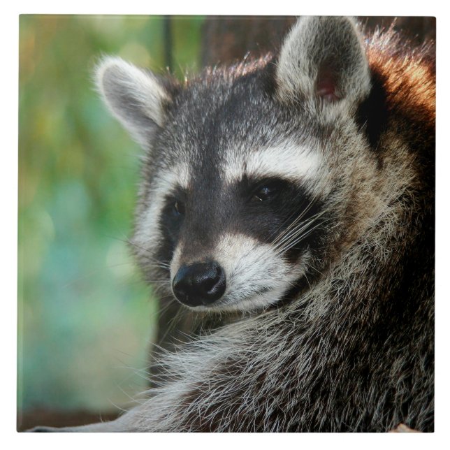 Azulejo Raccoon 001 (Frente)