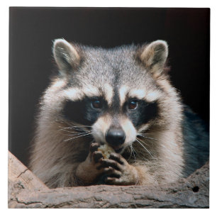 Azulejo Raccoon 004