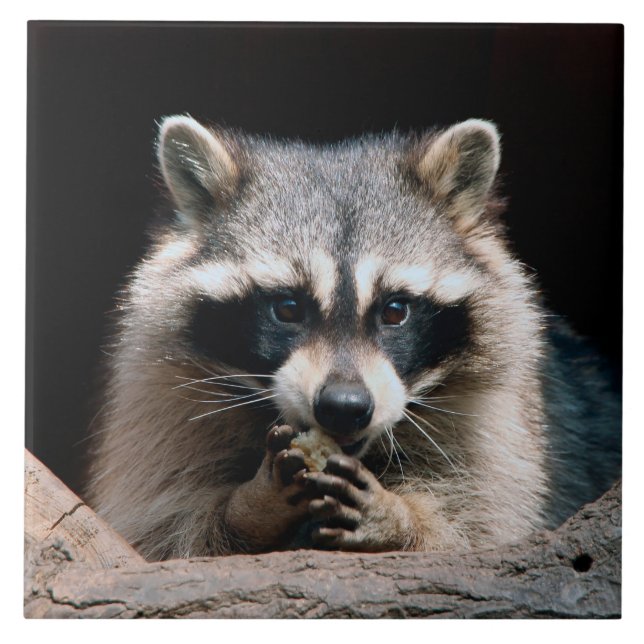Azulejo Raccoon 004 (Frente)