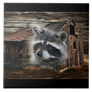 Azulejo Raccoon En El Antiguo Barn