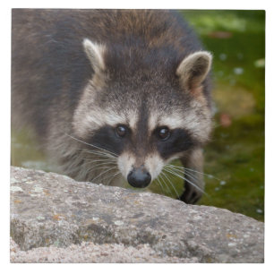 Azulejo Raccoon hace contacto directo con los ojos