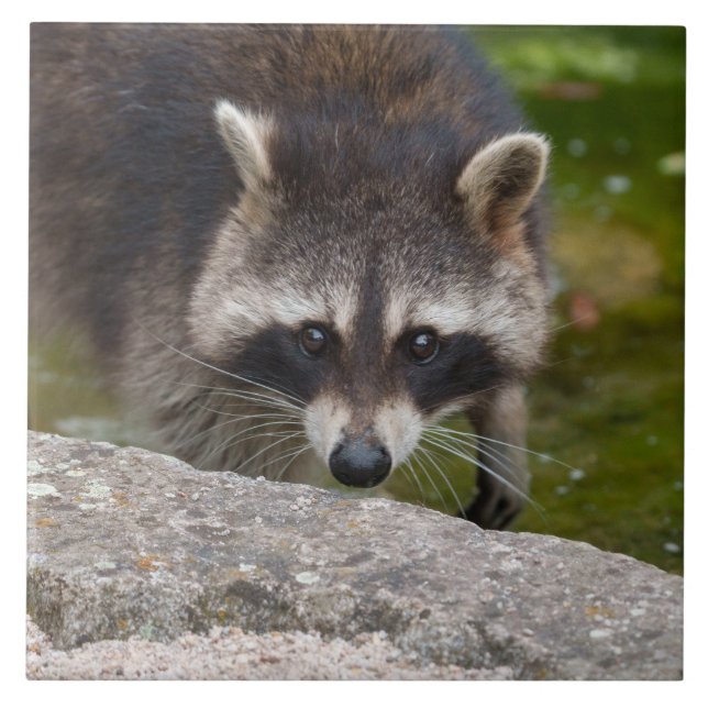 Azulejo Raccoon hace contacto directo con los ojos (Frente)