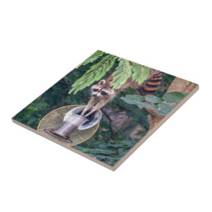 Azulejo Raccoon montando el alimentador de aves