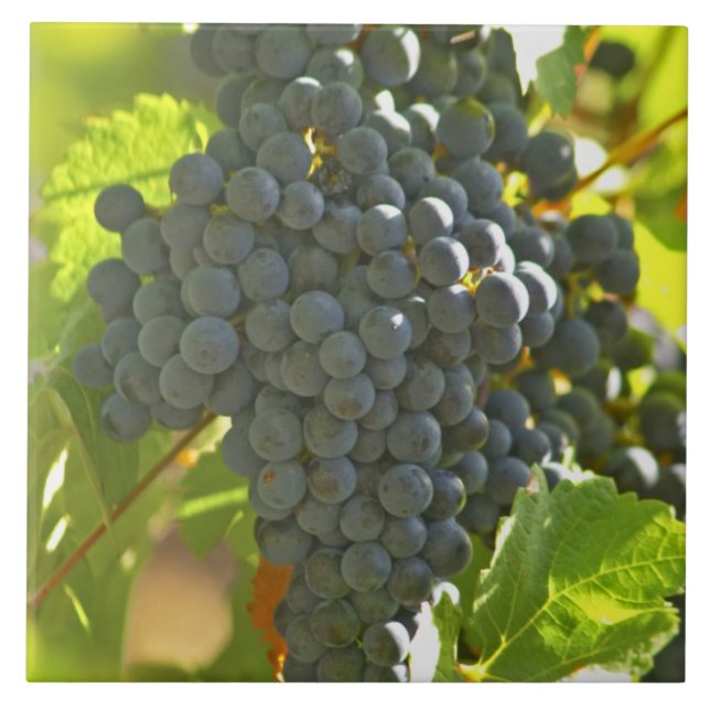 Azulejo racimo de uva Cabernet Sauvignon en el Chateau (Frente)