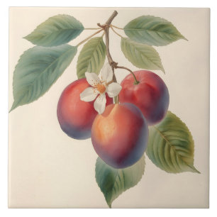 Azulejo Rama de fruta de ciruela roja vintage con flor de