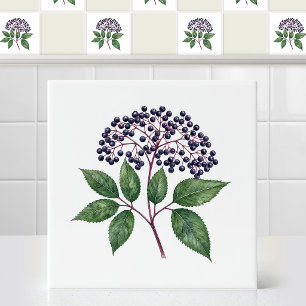 Azulejo Rama de Fruta Elderberry de Otoño Salvaje en Acuar