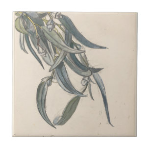 Azulejo Rama florecida de un eucalipto