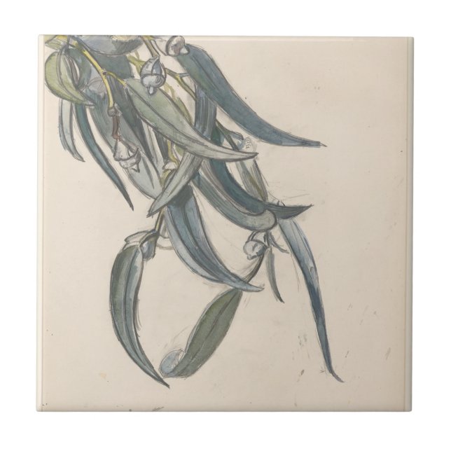 Azulejo Rama florecida de un eucalipto (Frente)