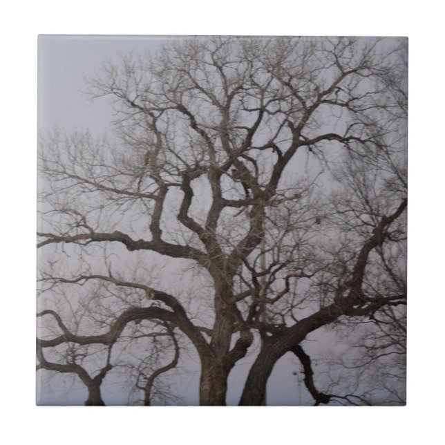 Azulejo ramas (Frente)