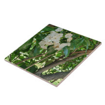 Ramas de arbusto de los Laurel de la Montaña Blanc