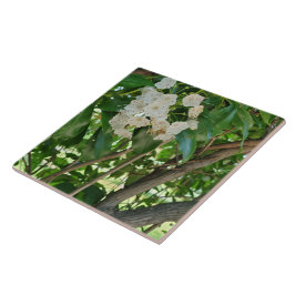 Azulejo Ramas de arbusto de los Laurel de la Montaña Blanc