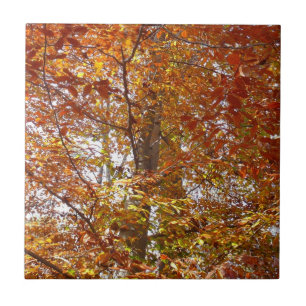 Azulejo Ramas de Hojas Naranjas Naturaleza de Otoño