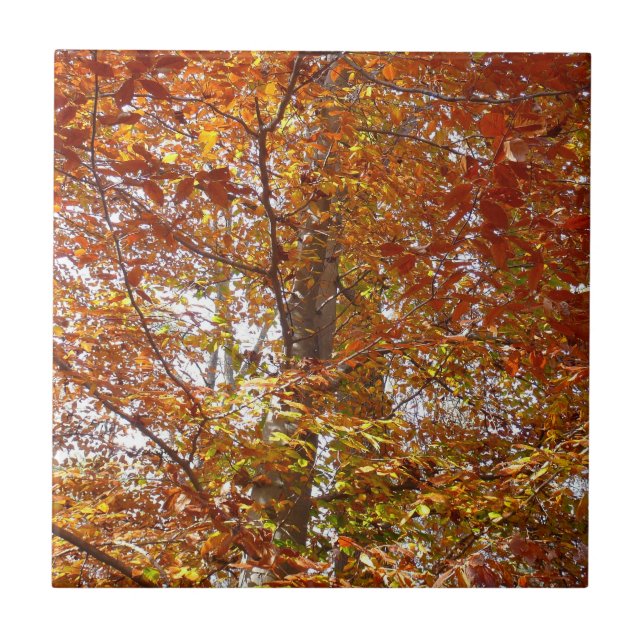 Azulejo Ramas de Naranja abandonan la naturaleza otoñal (Frente)