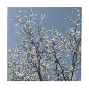 Azulejo Ramas heladas en el cielo azul invernal