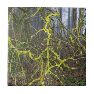 Azulejo Ramas sobredimensionadas con musgo verde