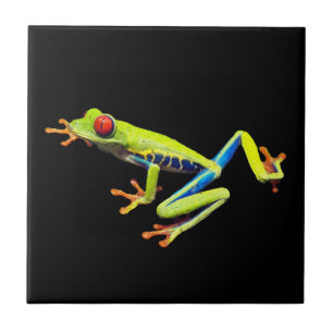 Azulejo Rana Arbolícola Pintada de Ojos Rojos