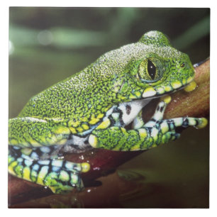 Azulejo Rana arborícola de ojos grandes, Leptopelis vermic