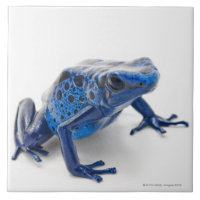 Rana azul del dardo del veneno (Dendrobates