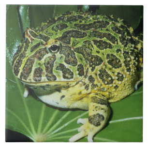 Azulejo Rana Cornuda Ornamentada, (Ceratophrys ornata),