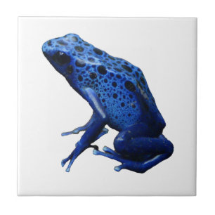 Azulejo Rana Dart de veneno azul