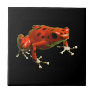 Azulejo Rana Dart de veneno rojo