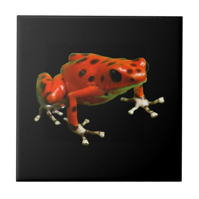 Azulejo Rana Dart de veneno rojo (Frente)