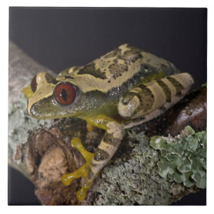 Azulejo Rana de árbol de ojo rojo africana, Leptopelis