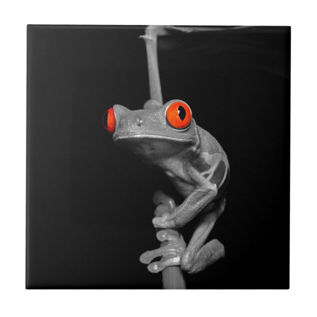 Azulejo Rana de árbol de ojos rojos (Frente)