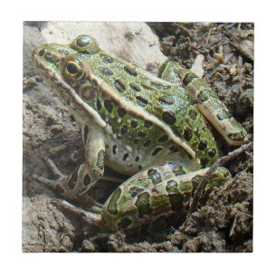 Azulejo Rana de leopardo R3