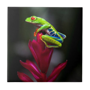 Azulejo Rana de ojos rojos