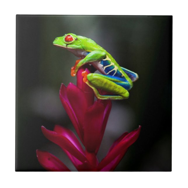 Azulejo Rana de ojos rojos (Frente)