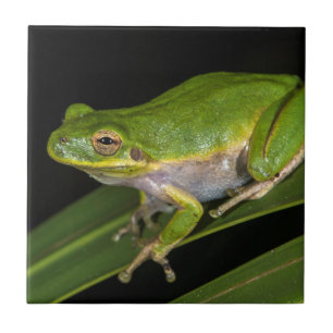 Azulejo Rana verde arborícola (Hyla cinerea) 2